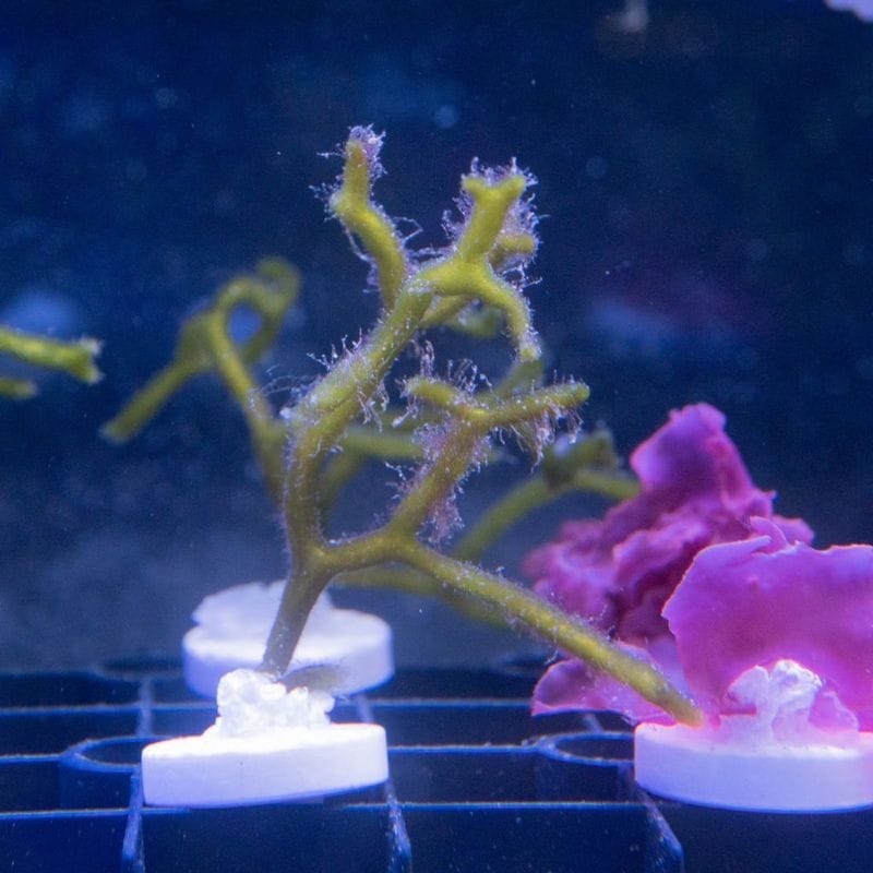 サンゴ,シャコガイ・その他 | Aquarium TALLMAN