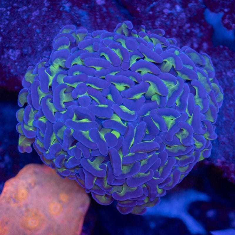 サンゴ,LPS Coral,ナガレハナサンゴ | Aquarium TALLMAN