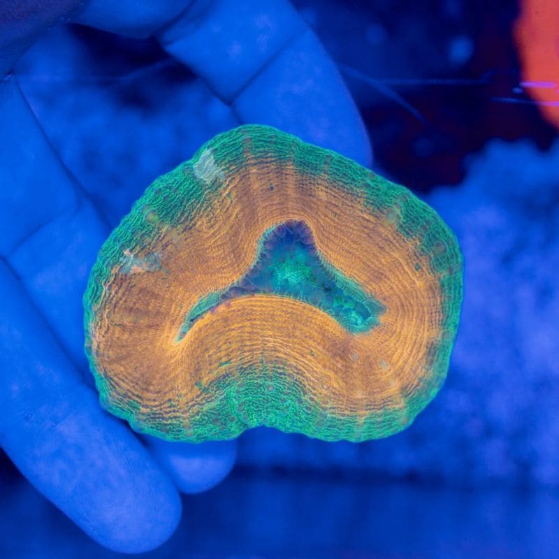 【CF 】ハナガタサンゴ　約5センチ