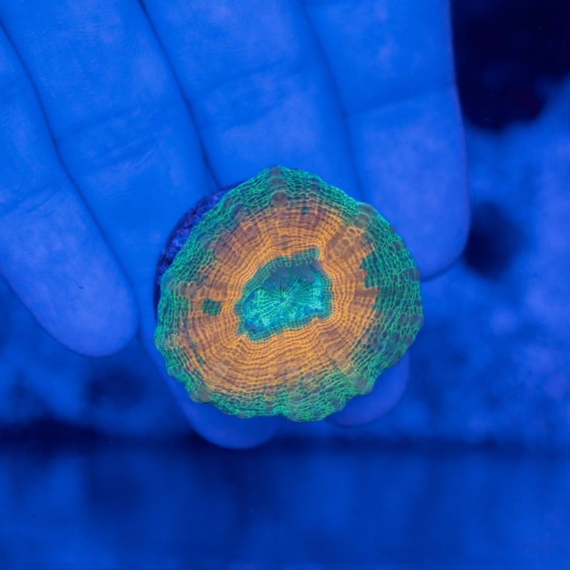 【CF 】ハナガタサンゴ　約3センチ