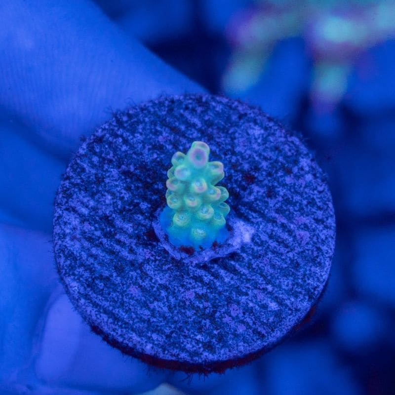 【CF(Coral Focus)】 Acropora Nasta 　