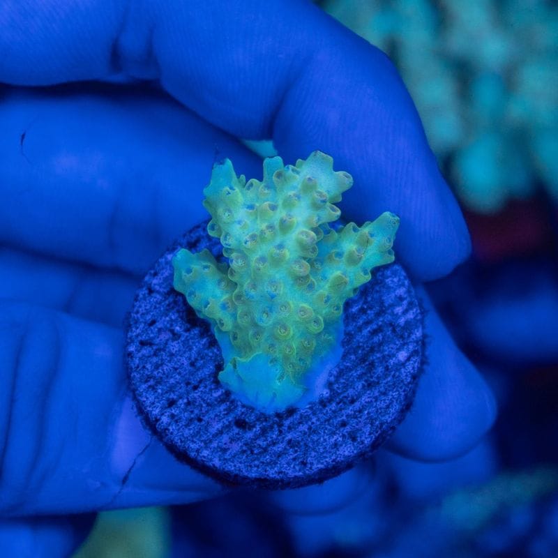 サンゴ,SPS Coral,SPSフラグ | Aquarium TALLMAN