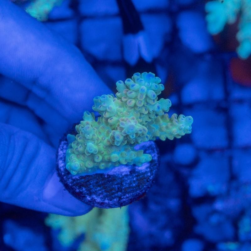 サンゴ,SPS Coral,SPSフラグ | Aquarium TALLMAN