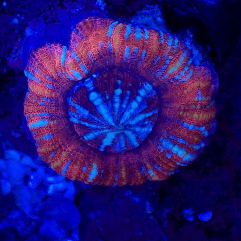 はな】Tropic Marin バケツなし はな】Tropic Marin バケツなし はな