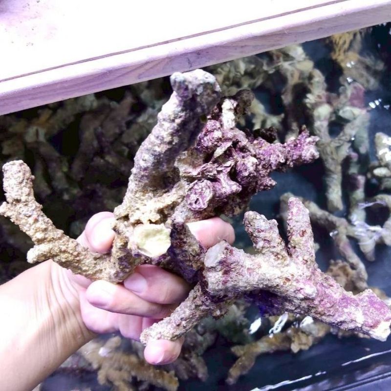 人工ライブロック　No.15 アク抜き済 人工ライブロック | Aquarium TALLMAN