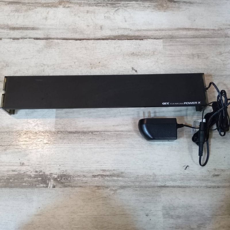 マメスナ】Mango Cooler マンゴークーラー[ゴジラブリード] | サンゴ