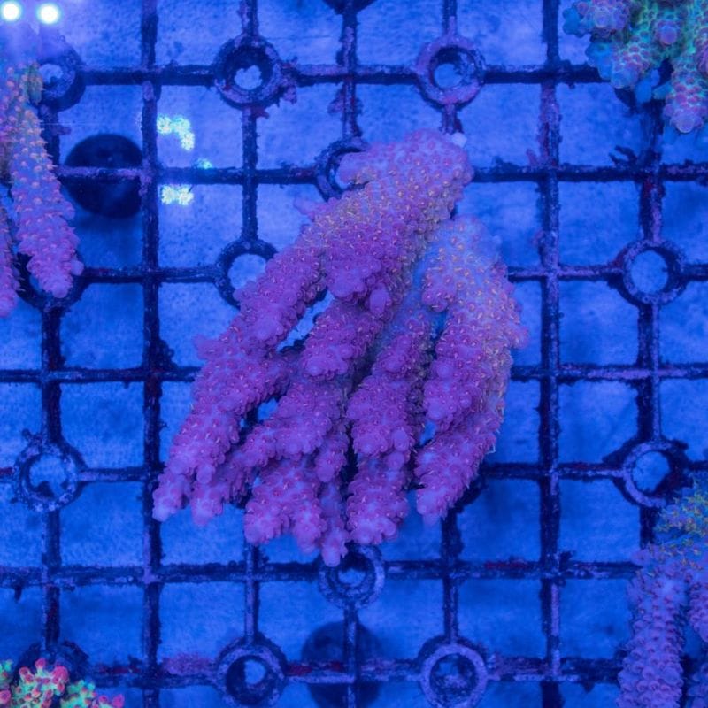 サンゴ,SPS Coral | Aquarium TALLMAN