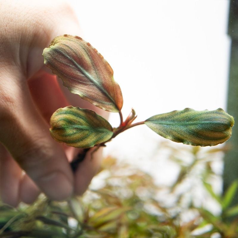 ブセファランドラsp. ブラックダイヤモンド | 水草,ブセファランドラ