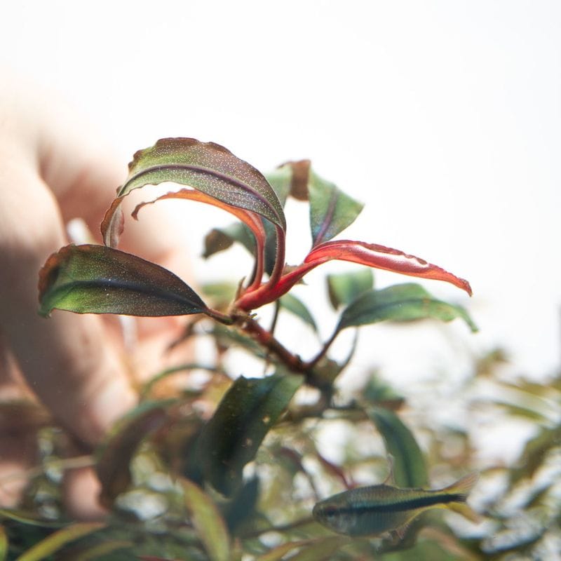 ブセファランドラ29種セット ブセファランドラ29種セット ブセファランドラ29種セット