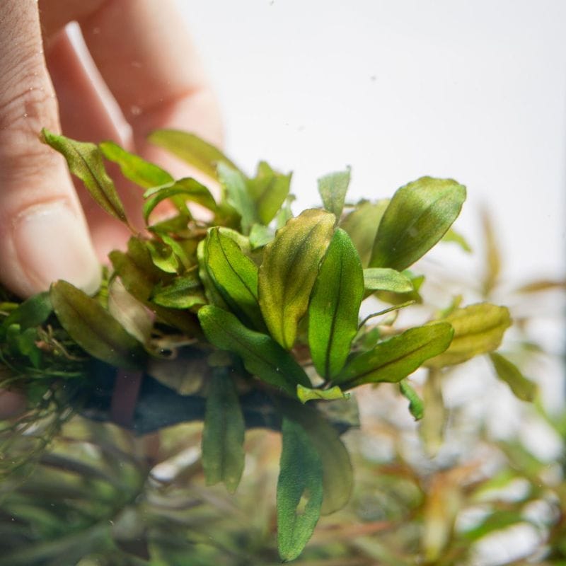 水草,珍草 | Aquarium TALLMAN