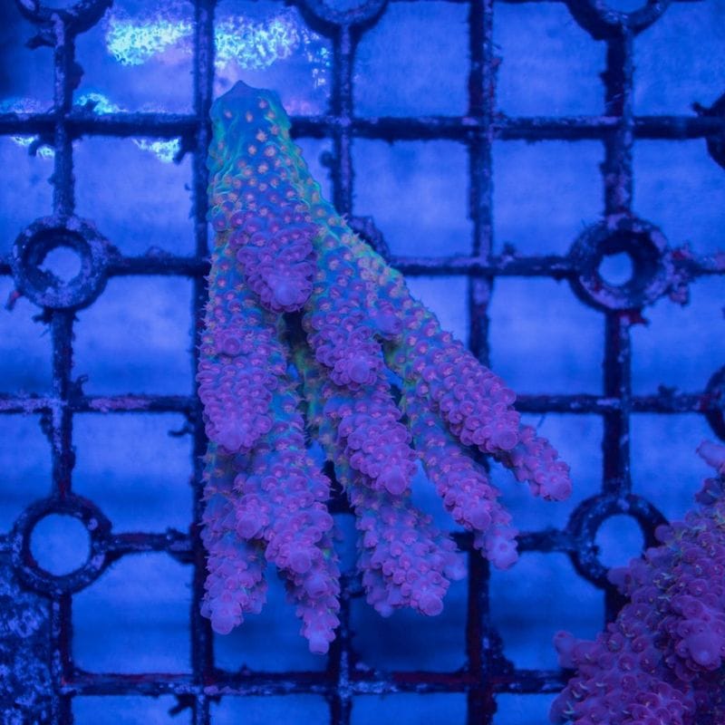 【CF(Coral Focus)】Acropora sp.