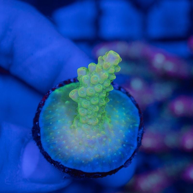 インドネシア　ミドリイシ　Natalensis