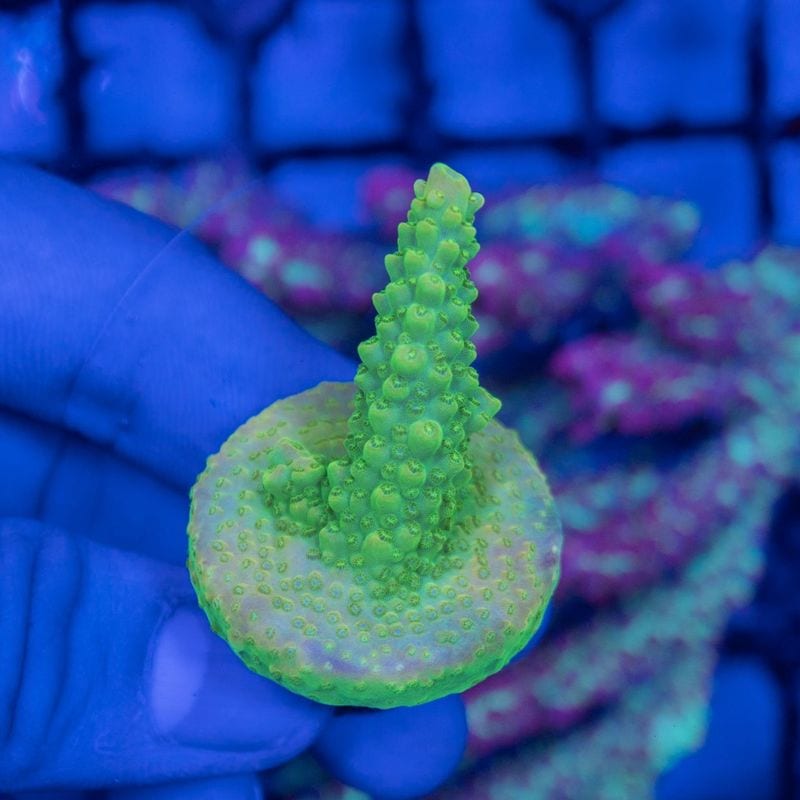 インドネシア　ミドリイシ　Natalensis