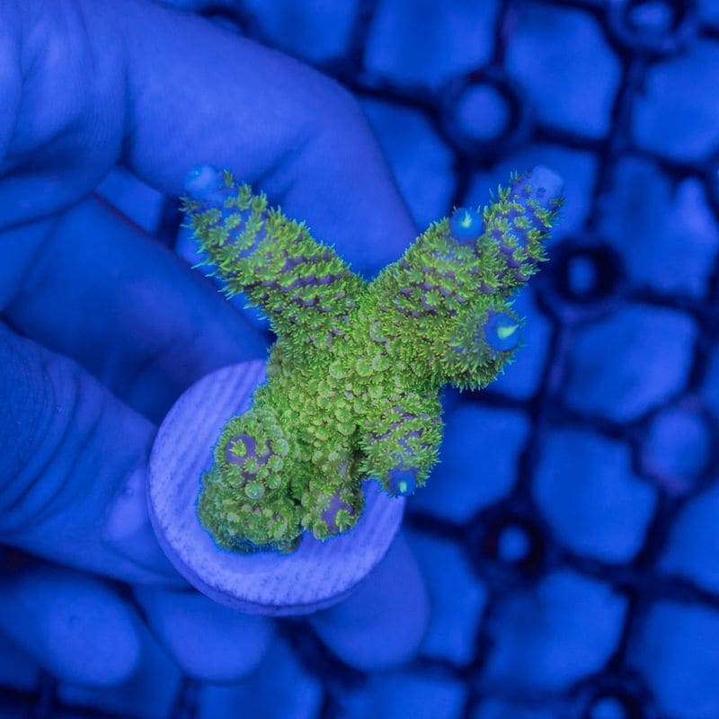 インドネシア　ミドリイシ　Abrolhosensis