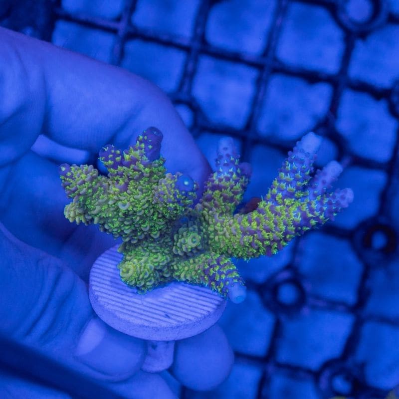 サンゴ,SPS Coral,ミドリイシ | Aquarium TALLMAN