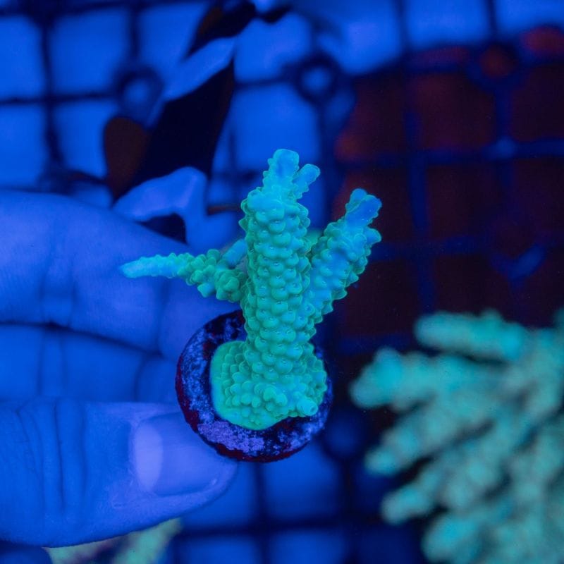 TRB　ミドリイシ　Parilis