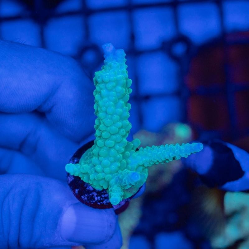 TRB　ミドリイシ　Parilis