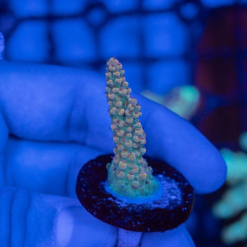 【Youtube総選挙特価】インドネシア　ミドリイシsp.