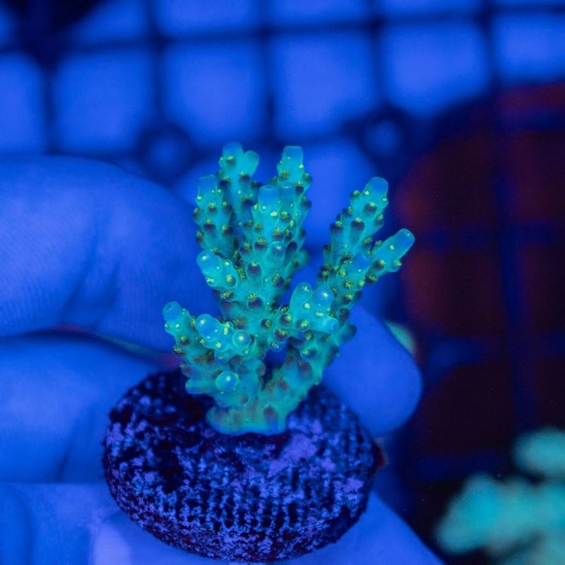 オーストラリア　ミドリイシ　Subulata