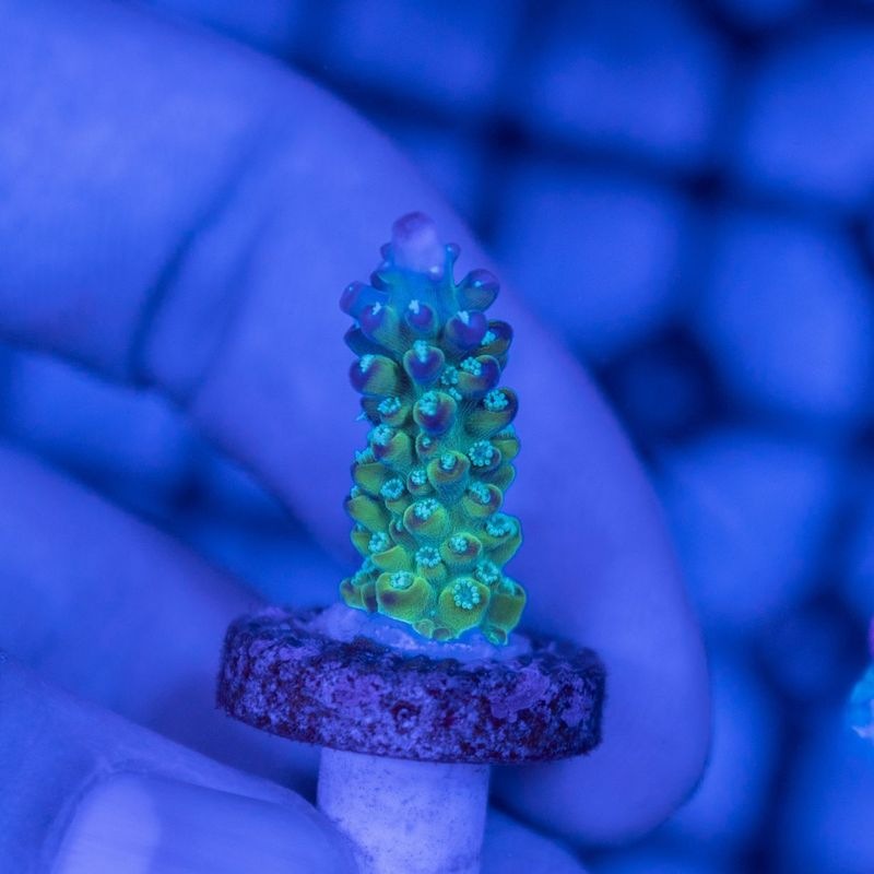 ミドリイシsp.　～Platina Gold～