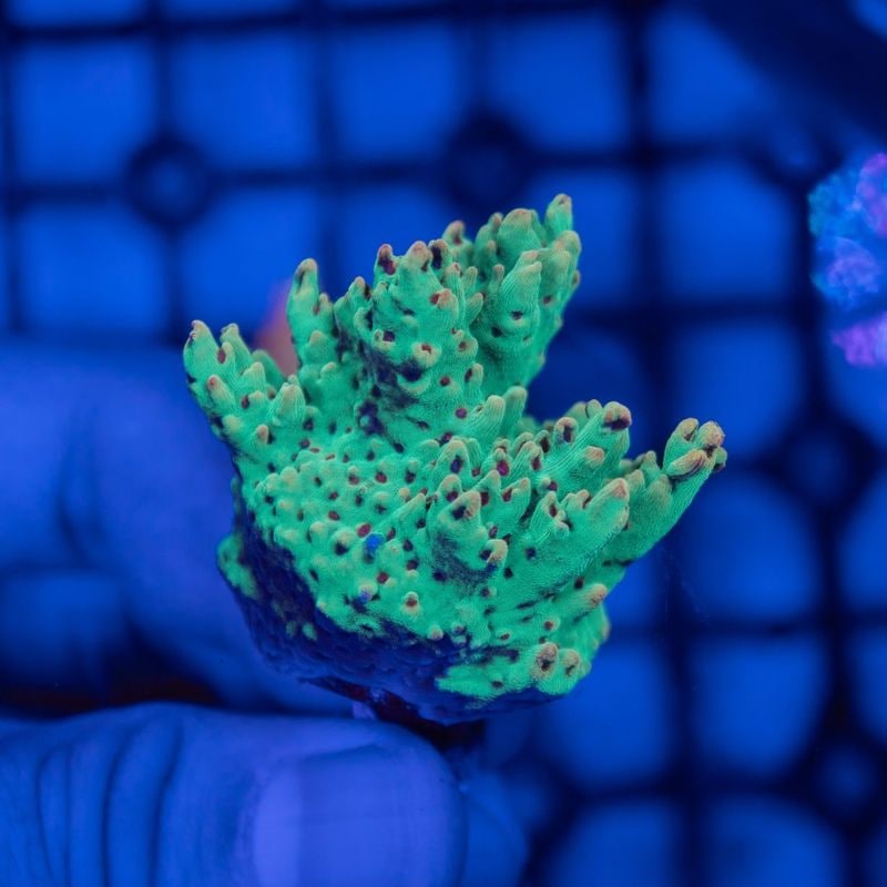 オーストラリア　Strawberry Shortcake　