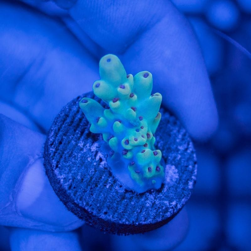 【CF(Coral Focus)】Acropora sp.　～Ladies in waiting Type～