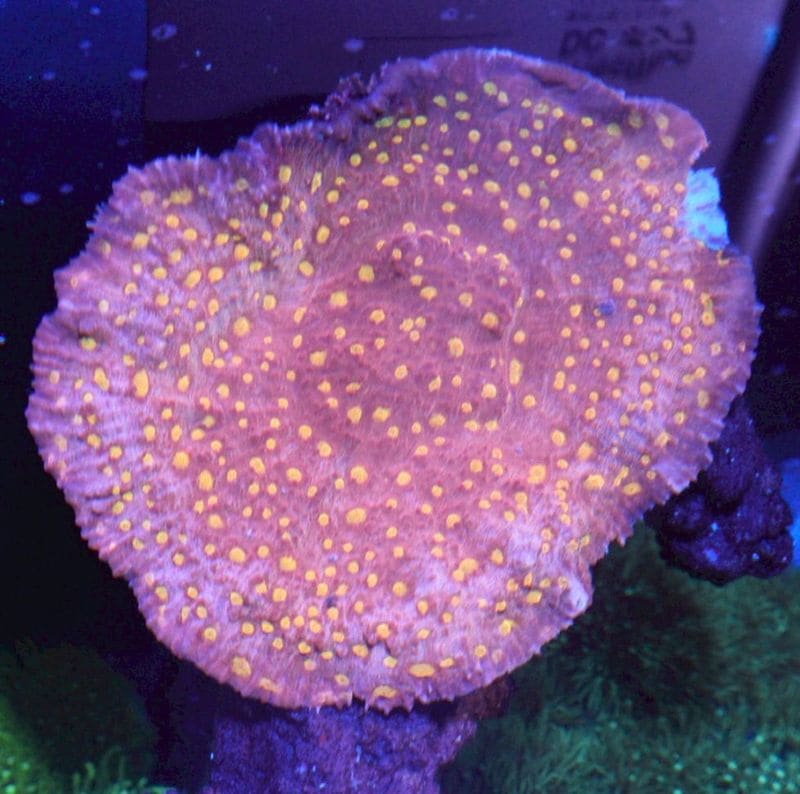 【LS】キッカサンゴ　XL　約13cm