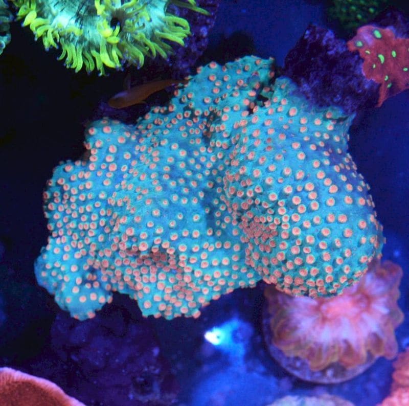 【LS】フカトゲキクメイシ　XL　（メテオシャワー？キクメイシ付き）約15cm