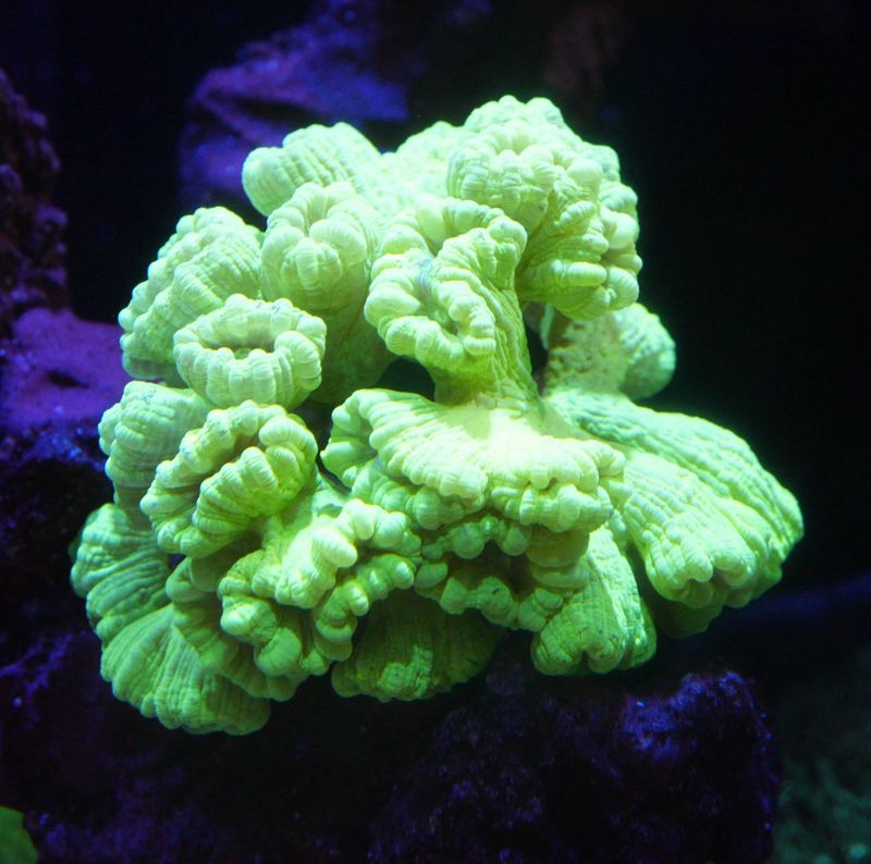 その他 sanngo サンゴ,SPS Coral,コモンサンゴ | Aquarium TALLMAN