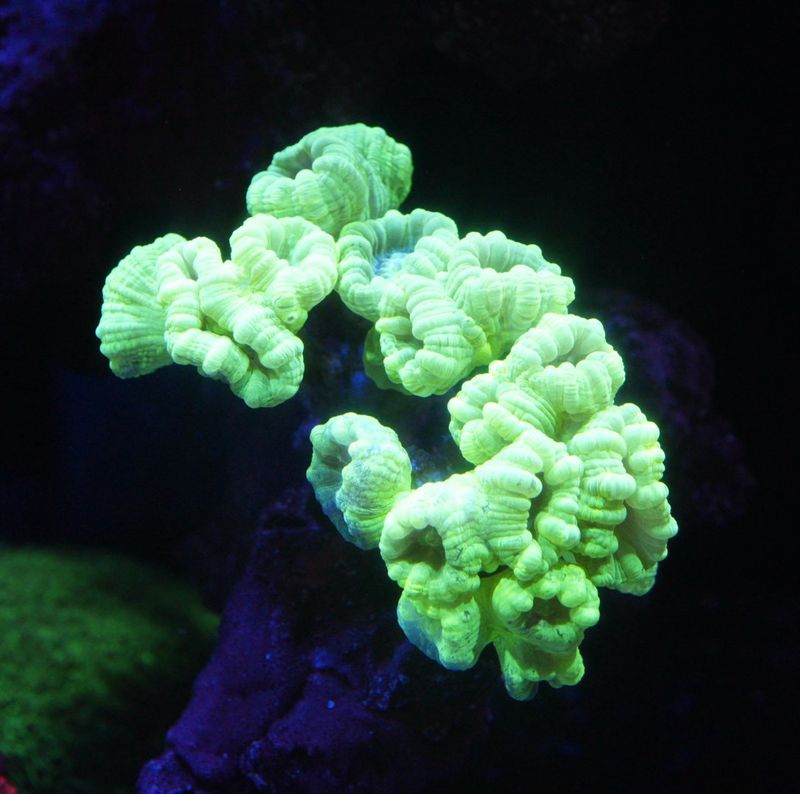 【LS】キャンディーコーラル　M　約10cm