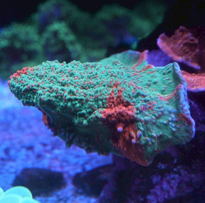 サンゴ,SPS Coral,コモンサンゴ | Aquarium TALLMAN