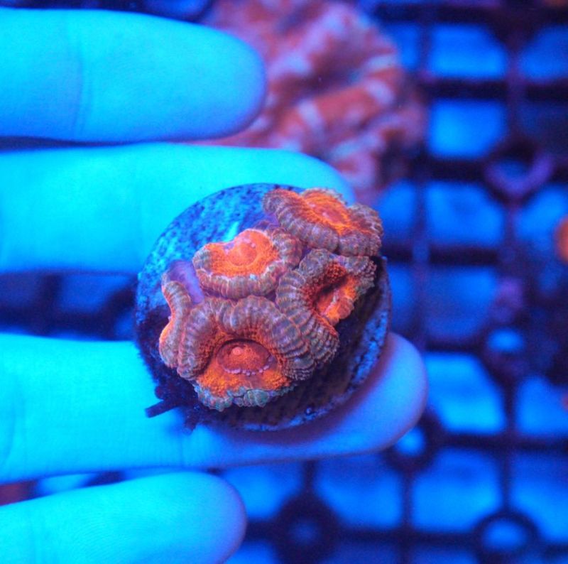 【LS】AUS　カクオオトゲキクメイシ　No.1