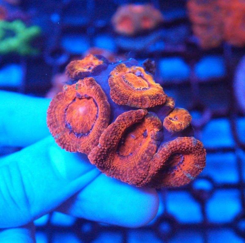 【LS】AUS　カクオオトゲキクメイシ　No.2