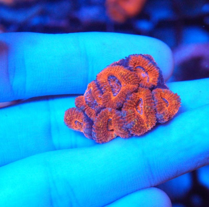 【LS】AUS　カクオオトゲキクメイシ　No.3