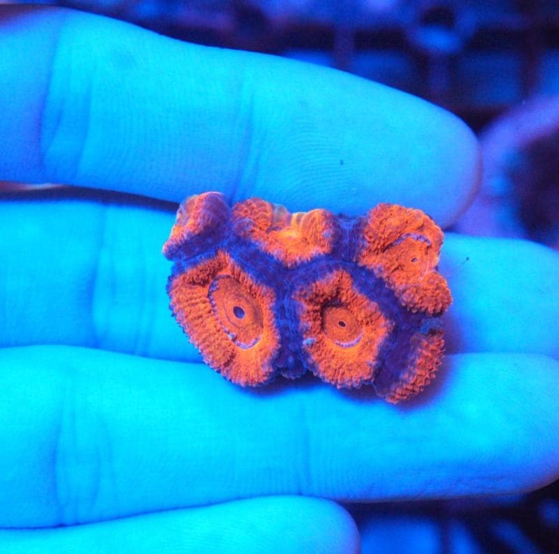 【LS】AUS　カクオオトゲキクメイシ　No.4