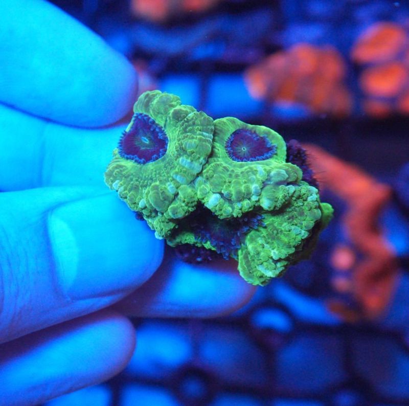 【LS】AUS　カクオオトゲキクメイシ　No.5