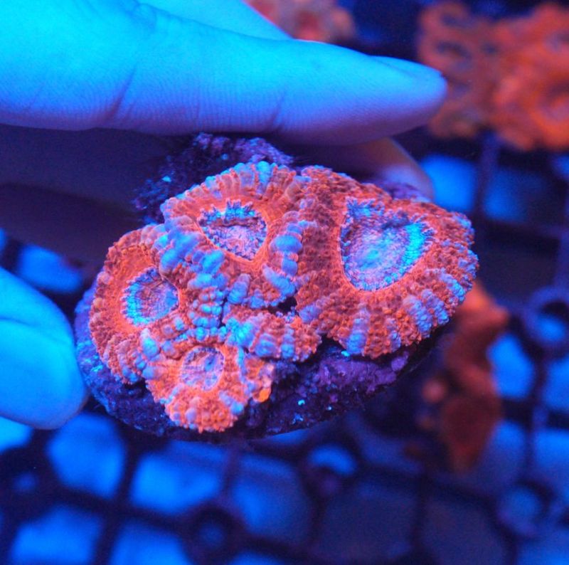 【LS】AUS　カクオオトゲキクメイシ　No.6