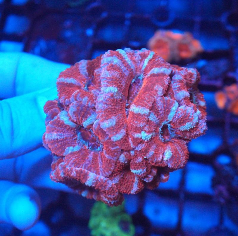 【LS】AUS　カクオオトゲキクメイシ　No.7