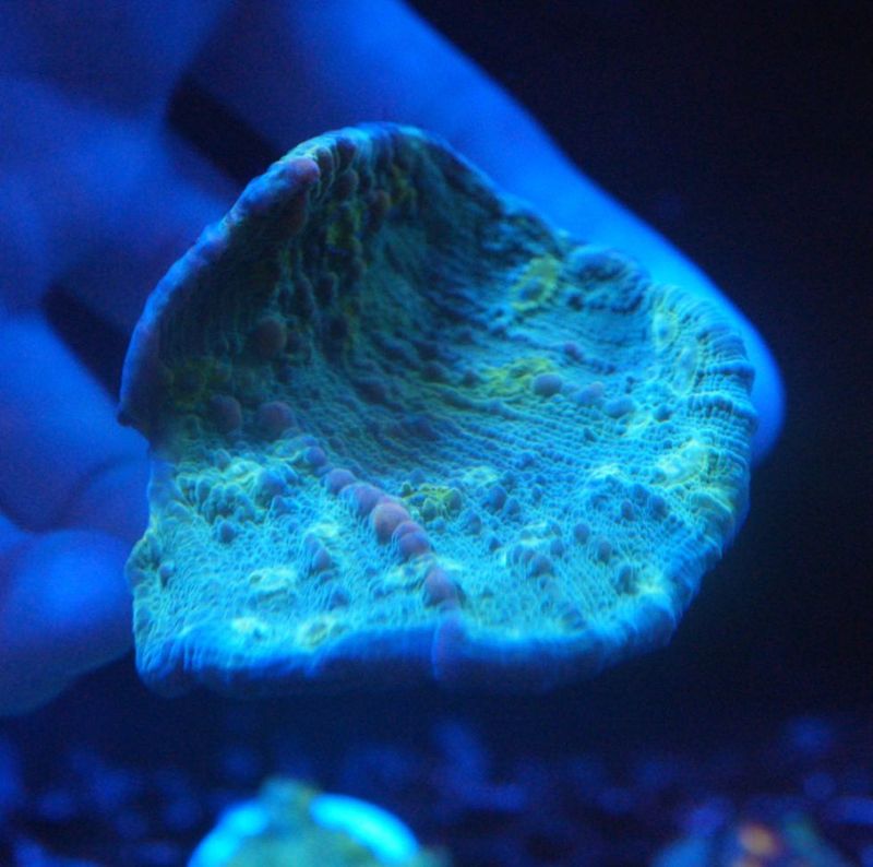 【LS】バウンスキッカ