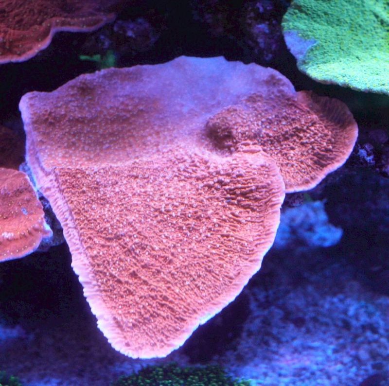 サンゴ,SPS Coral,コモンサンゴ | Aquarium TALLMAN