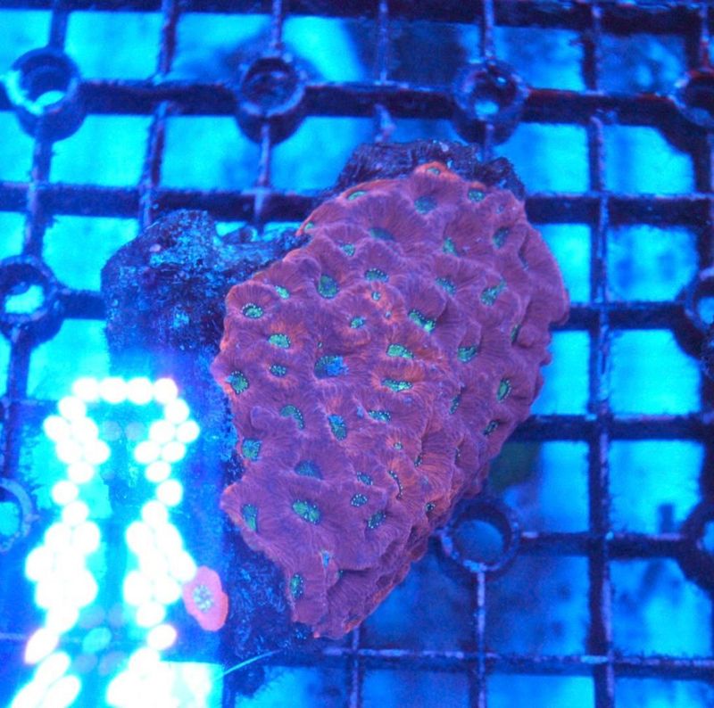 【LS】キクメイシsp.