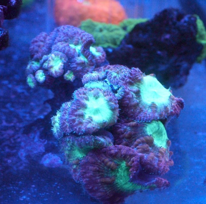 【LS】オオタバサンゴ 