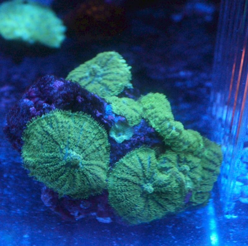 【LS】ディスクコーラル　グリーン