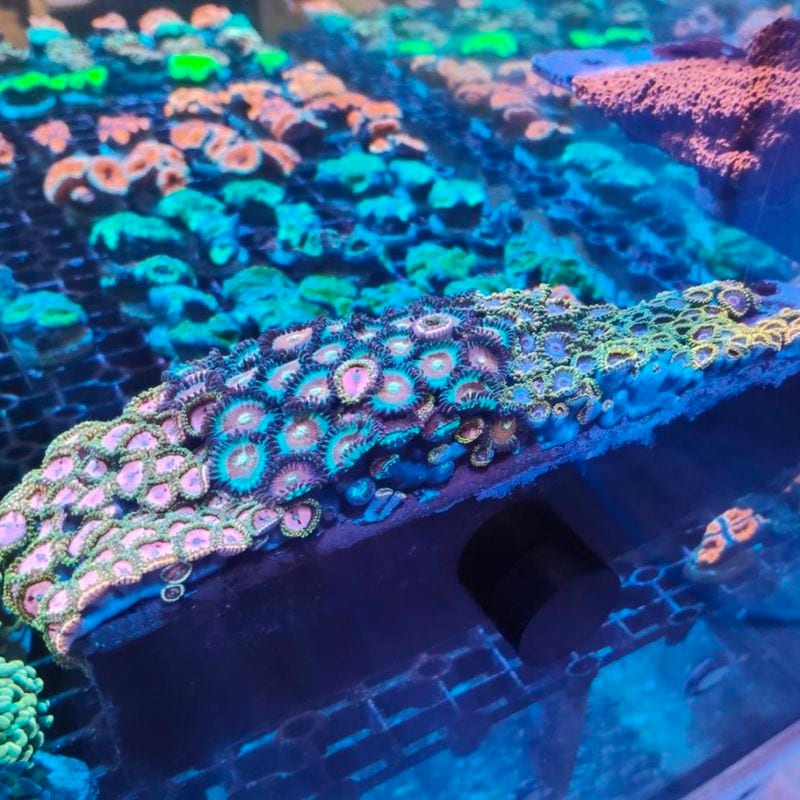 サンゴ,ソフトコーラル | Aquarium TALLMAN