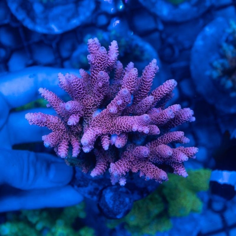 【Youtube総選挙特価】インドネシア　ハイマツミドリイシ