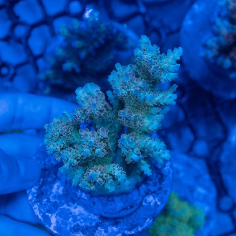 【Youtube総選挙特価】インドネシア　ミドリイシ　Microcrados