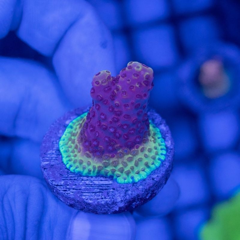 No.61 CDU産ミドリイシ フラグ SPS|SPSフラグ ハードコーラル アクア