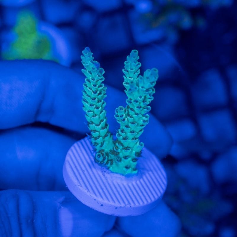 サンゴ,SPS Coral,SPSフラグ | Aquarium TALLMAN