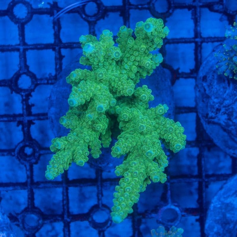 サンゴ,SPS Coral,ミドリイシ | Aquarium TALLMAN