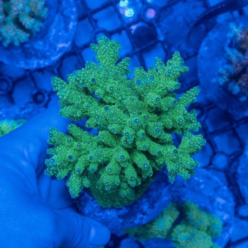 サンゴ,SPS Coral,ミドリイシ | Aquarium TALLMAN